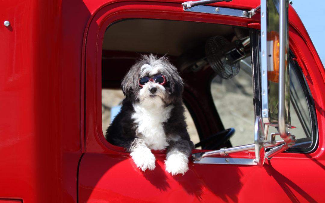 Tips for Pet-friendly Trucking during the Dog Days of Summer